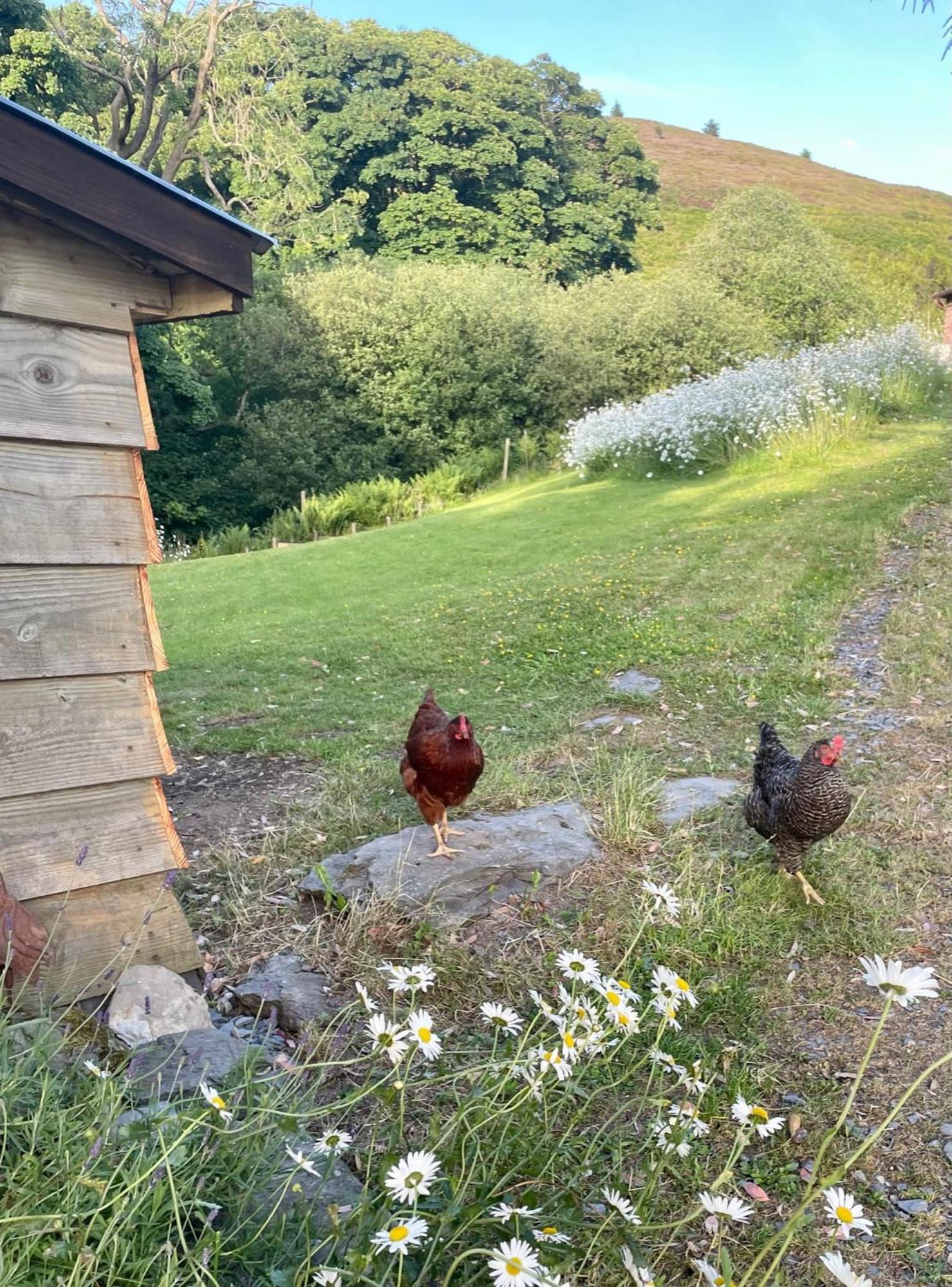 Villa Faraway Follies Llandegla Esterno foto